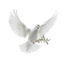 Obraz premium White dove in flight with olive branch transparent background peaceful symbolism studio setting