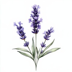 Obraz premium Watercolor Lavender Branch with Green Leaves, Delicate watercolor illustration of a lavender branch featuring purple flowers and lush green leaves, isolated on a white background.