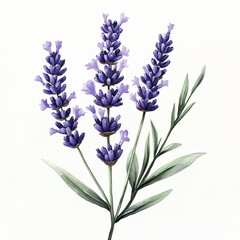 Obraz premium Watercolor Lavender Branch with Green Leaves, Delicate watercolor illustration of a lavender branch featuring purple flowers and lush green leaves, isolated on a white background.