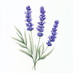 Fototapeta premium Watercolor Lavender Branch with Green Leaves, Delicate watercolor illustration of a lavender branch featuring purple flowers and lush green leaves, isolated on a white background.