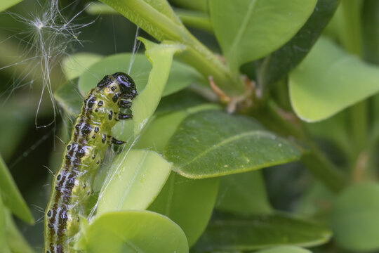 Makroaufnahme einer Raupe des Buchsbaumz&uuml;nslers (Cydalima perspectalis) beim Fressen von Buchsbaumbl&auml;ttern (Buxus sempervirens)
