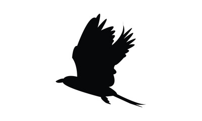 Flying Roller Bird Silhouette Design  And Vector Illustration. 

