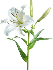 Obraz premium Lily Plant illustration - lilium Flower PNG isolated 