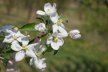 Jabłoń kwitnąca © Andrzej