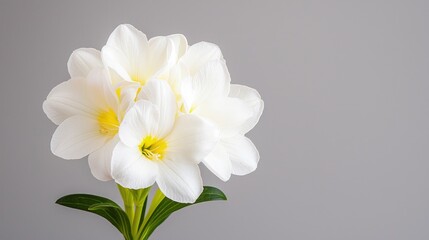 Close-up of a bouquet of delicate white flowers with yellow centers against a gray background.