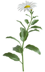 Beautiful Daisy  Flower illustration - Common daisy Plant PNG