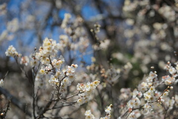 宇佐市（安心院町）　矢崎天満神社