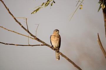 red backed shrike