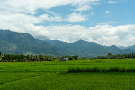 Lost in the Green Sea of Rice Fields