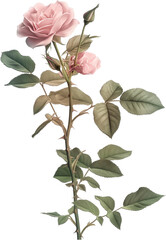 Obraz premium Rose Plant ClipArt illustration - Rosa Flower PNG isolated 