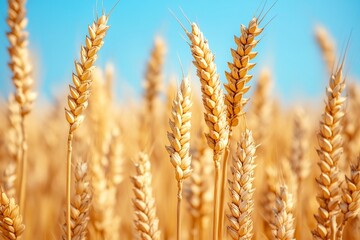 Golden wheat stalks in a sunny field under a clear blue sky.