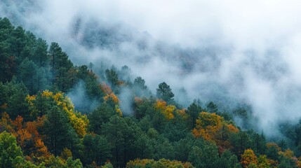 Fototapeta premium Misty Autumn Forest Hillside Scenic View