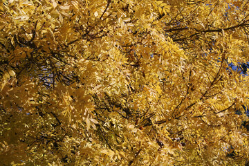 Golden Ash tree yellow autumn leaves abstract textured background