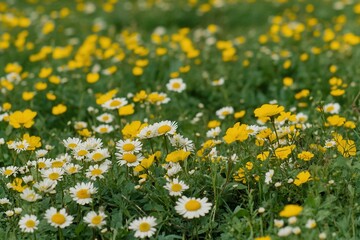 Obraz premium Vibrant Flowers Swaying in a Meadow Breeze