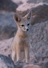 A young Kit Fox cub looks curiously at something to the right of the camera in soft predawn light as it sits among the basalt boulders near its den site in the desert of Southern Utah, USA.