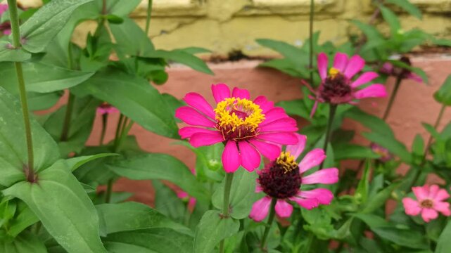 the bee on zinnia flower