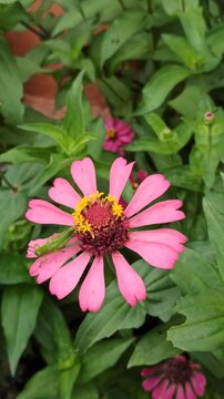 the bee on zinnia flower