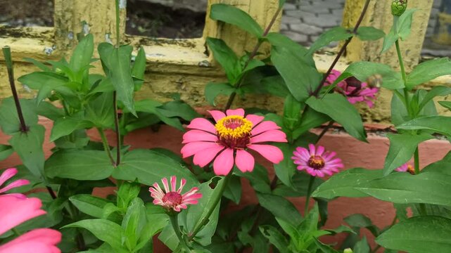 the bee on zinnia flower