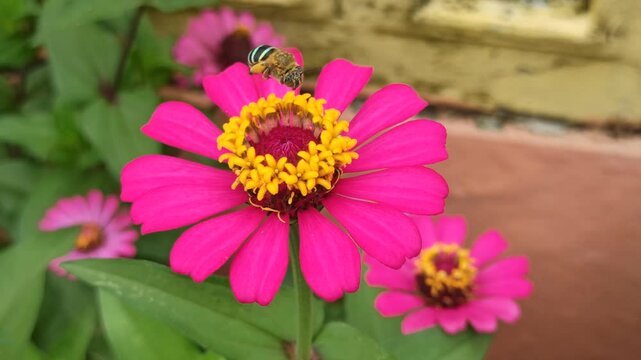the bee on zinnia flower