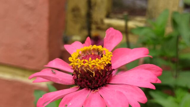 the bee on zinnia flower