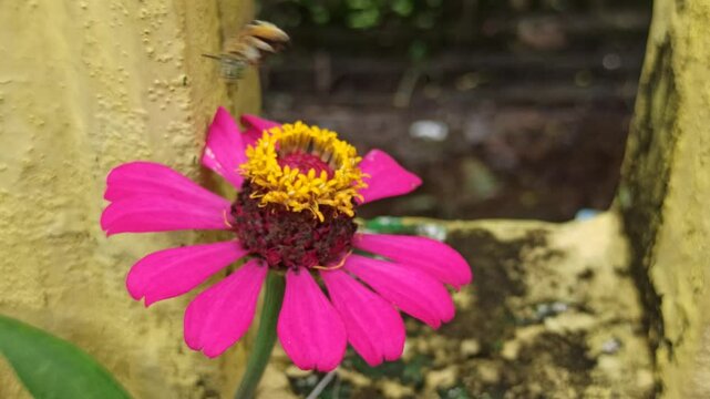 the bee on zinnia flower