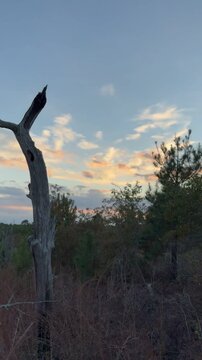 Silhouetted dead tree in forefront of a forest at sunset in Bastrop State Park, TX. Tranquil scene with soft pastel clouds blue sky for nature, landscape, quotes, copyspace text overlay