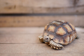 Baby turtle sitting on a tree branch and another on a stone against 