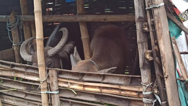 buffalo in home