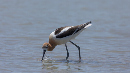 An American Avocet dips its beak into the shallow water of the Bear River Migratory Bird Refuge in Brigham City Utah USA while foraging for food on a summer day. 