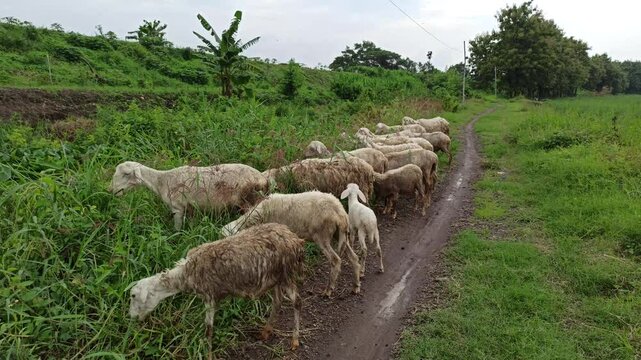 sheep farm in the garden