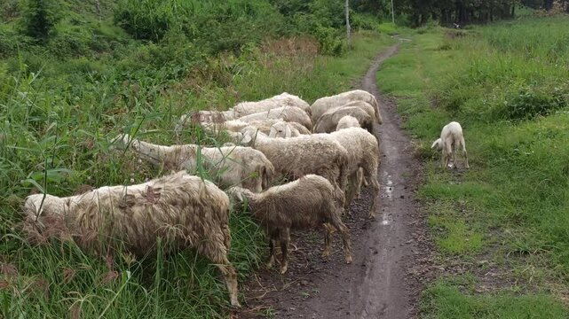 sheep farm in the garden