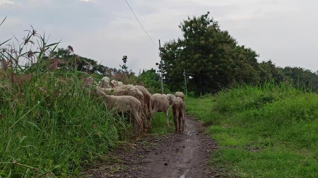 sheep farm in the garden