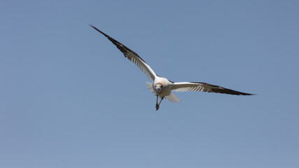 An American Avocet glides through the air towards the camera in a clear blue sky at the Bear River...