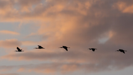 A flock of White Faced Ibis fly across a sky filled with clouds glowing a warm sunrise orange above the Bear River Migratory Bird Refuge in Brigham City Utah, USA on a summer morning.