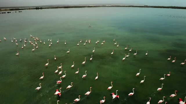 Color flamingos fly up from clear Torrevieja lake water surface aerial view. Contemplating exotic birds life in Spanish environmental park