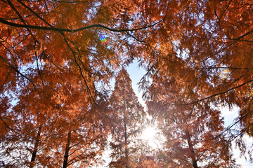 メタセコイアの真っ赤な紅葉