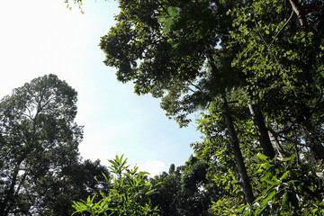 Bottom up view of lush green foliage of trees with sun light. Beautiful green leaf texture in nature. enjoy the relaxing nature. 