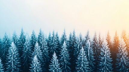 Obraz premium Frosty Evergreen Forest in Winter Light