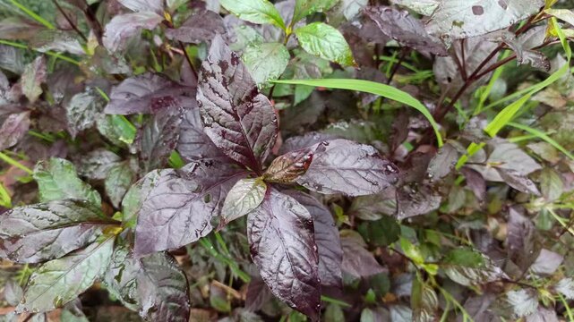 Shiny Strobilanthes alternata leaves with deep purple hues and metallic tones, highlighting their unique texture and striking ornamental appearance.