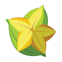 star fruit carambola vector illustration on a white background