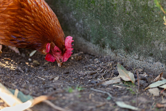 Brown hen on farm pecking in dirt