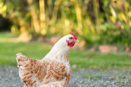 Free range backyard chook on rural property with copy space