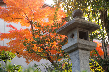 Japanese temple in red maple autumn season travel landmark at Kyoto Japan for background.