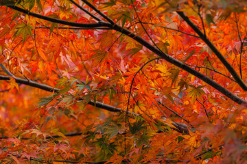 Beautiful Red maple forest leaves in autumn season travel landmark at Kyoto Japan for background.