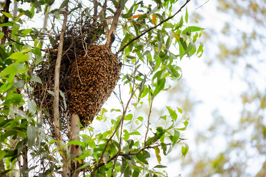 Swarm of bees in gum tree
