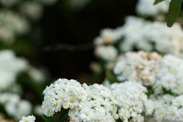 white may bush in flower with dark copy space