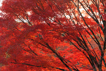Beautiful Red maple forest leaves in autumn season travel landmark at Kyoto Japan for background.