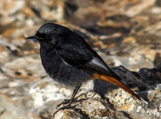 Black Redstart perched on the ground in Torcal de Antequera. Malaga, Andalusia, Spain.