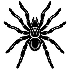 Mexican Red-Knee silhouette Tarantula on White Background with Stunning Details