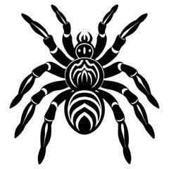 Mexican Red-Knee silhouette Tarantula on White Background with Stunning Details